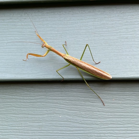 Hello  I’m Rhonda  won’t you be my Next customer - Picture 14 of 16